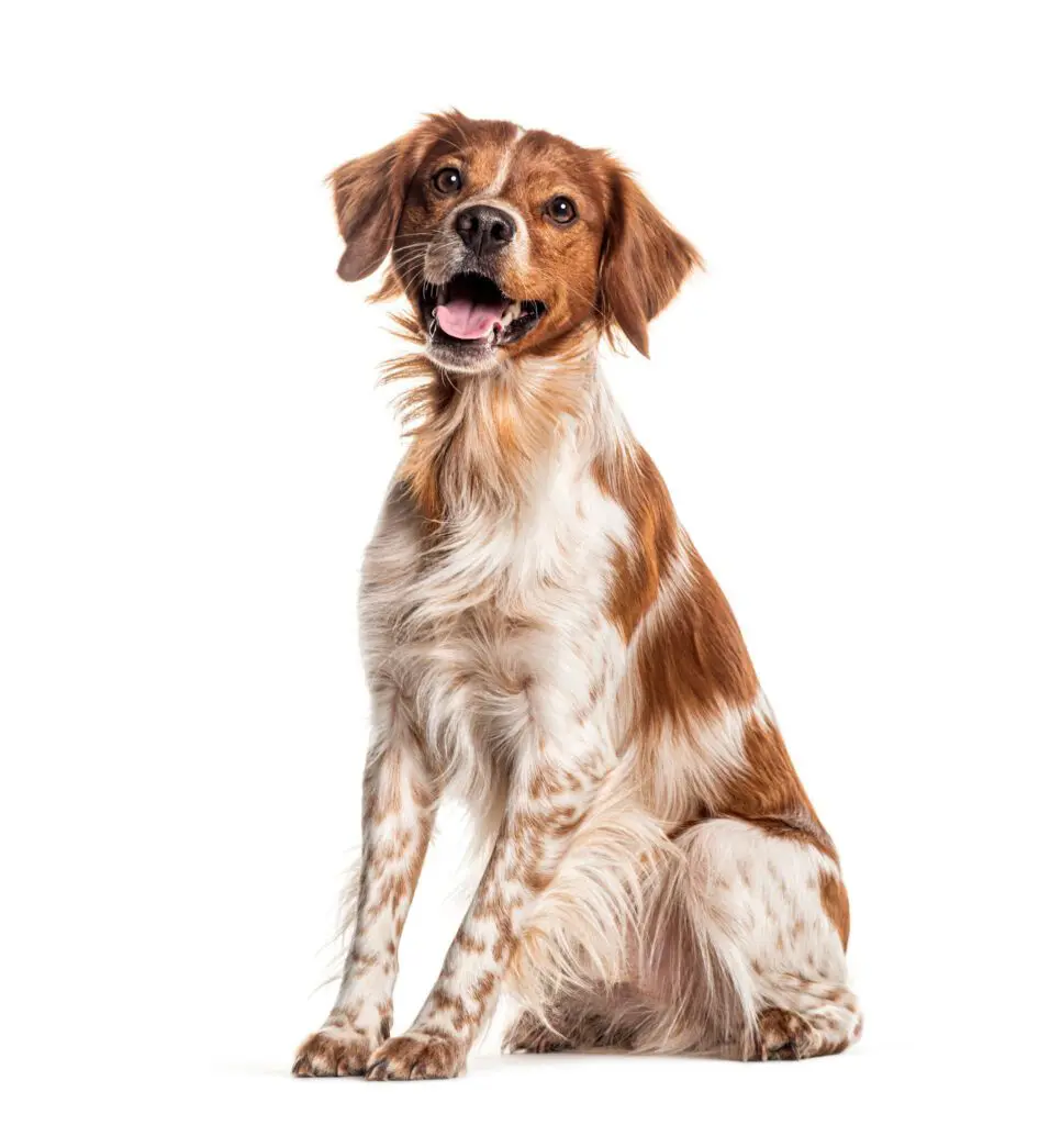 Home - Ridge Lake Animal Hospital Home - Ridge Lake Animal Hospital