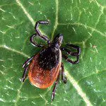 Ticks - Ridge Lake Animal Hospital