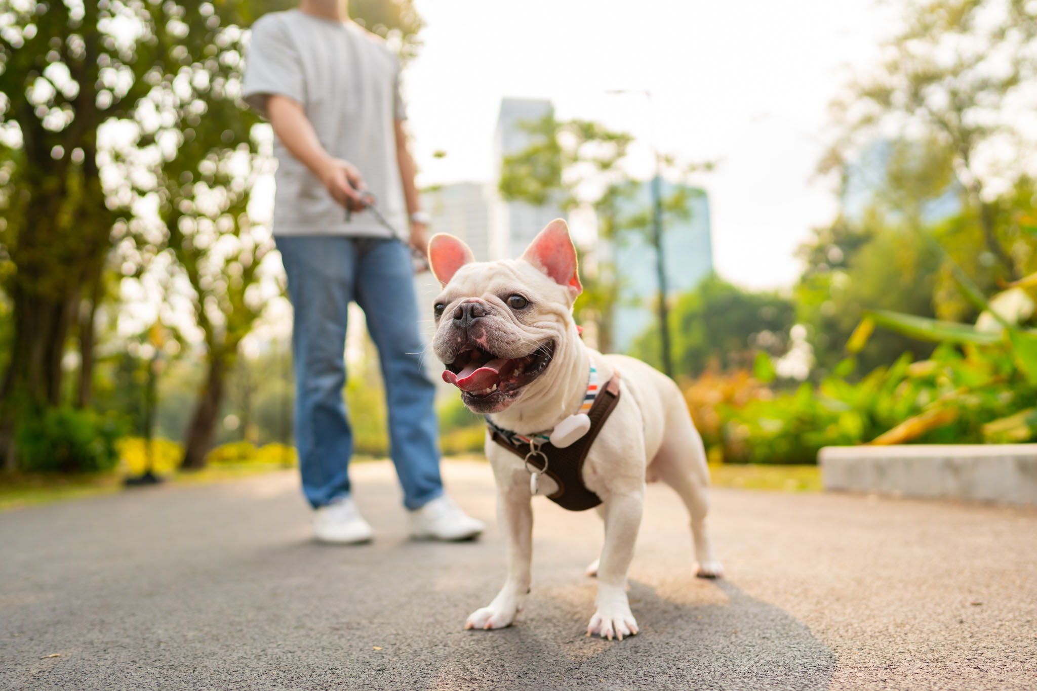 Read more about the article Dogs And Thunderstorms