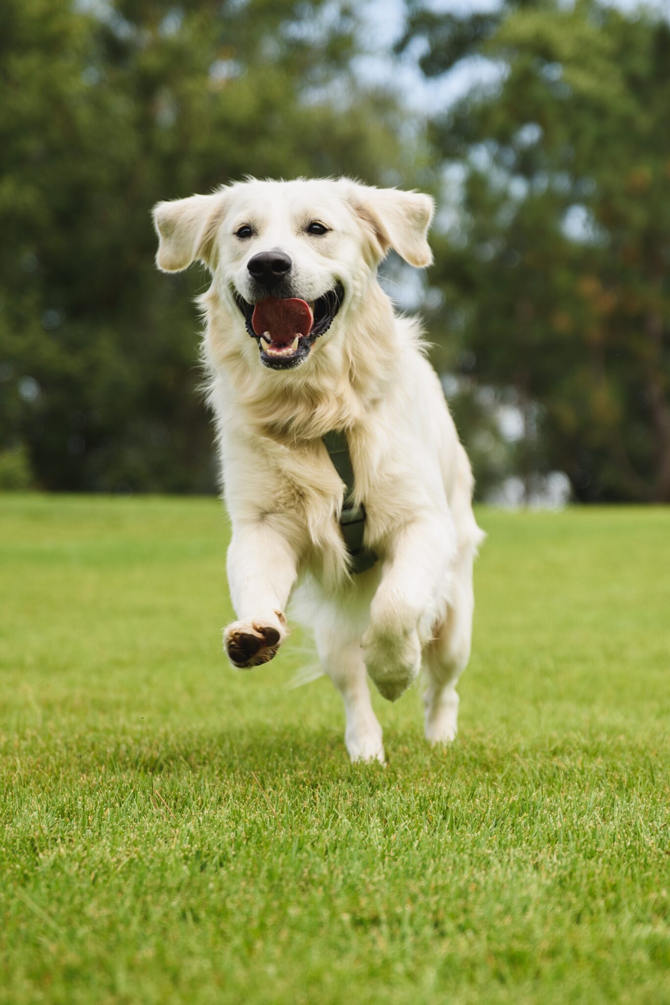 Foods To Avoid Giving Your Dog