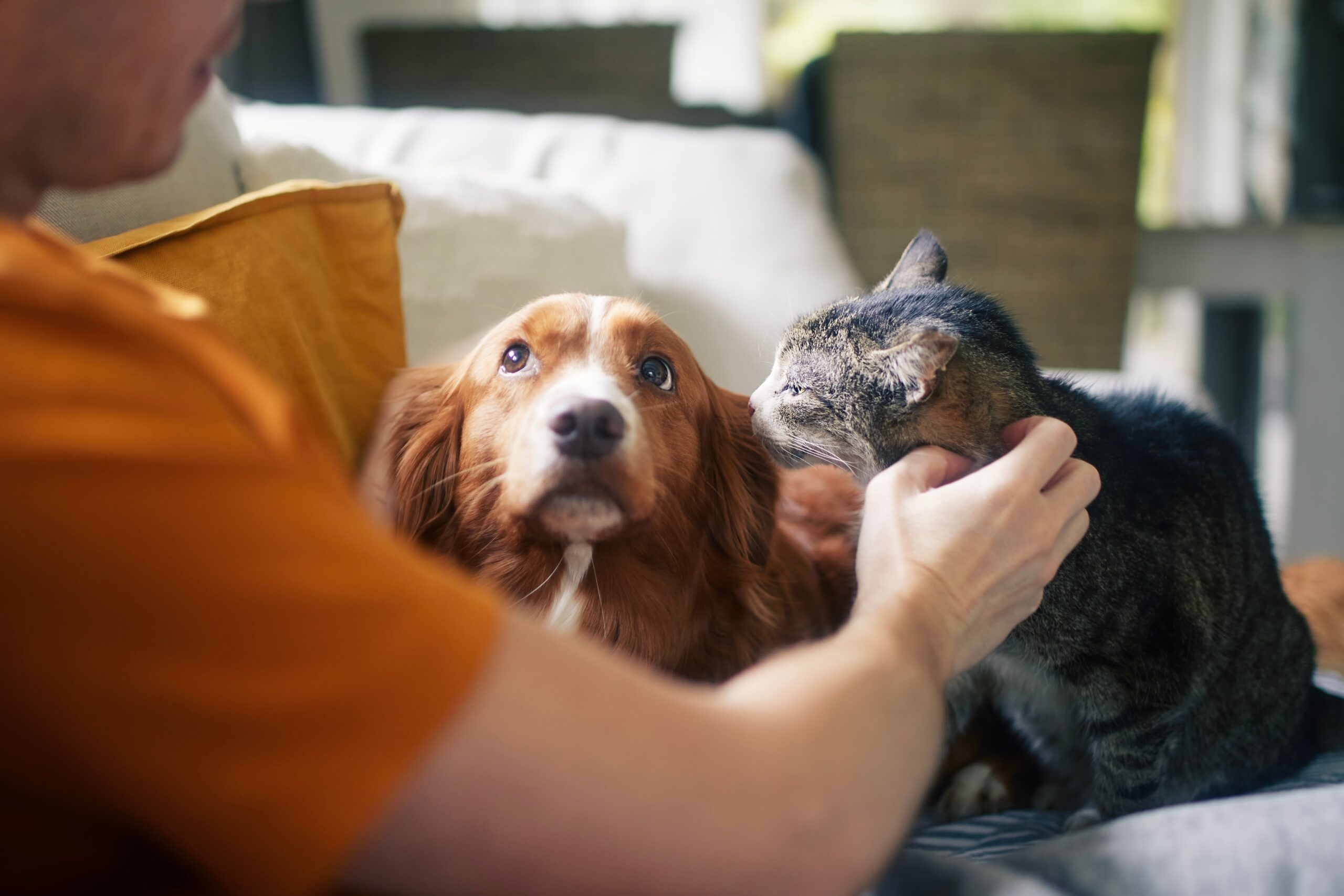 Read more about the article Disaster Planning For Your Pets