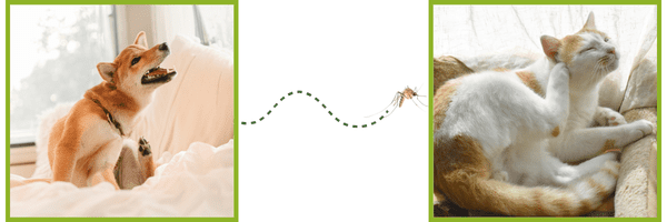 Prevention Offer - Ridge Lake Animal Hospital